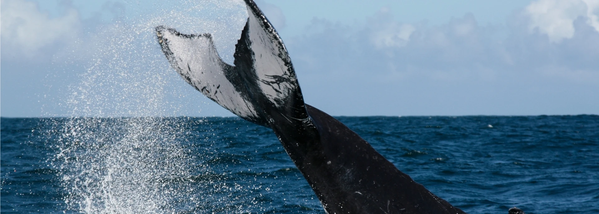 Santuario de ballenas jorobadas: un  ballet majestuoso de la naturaleza