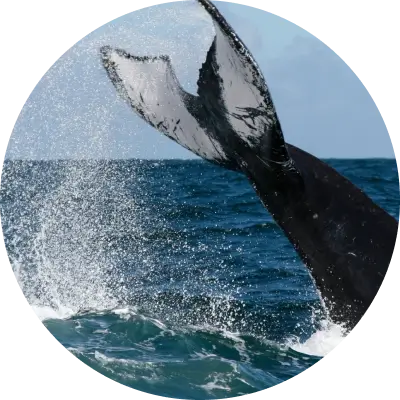 Humpback whale sanctuary: nature's majestic ballet