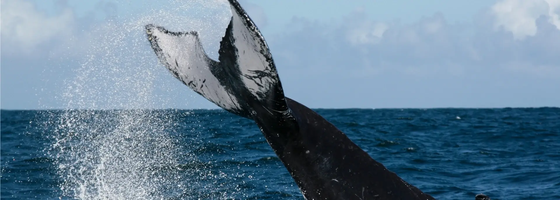 Humpback whale sanctuary: nature's majestic ballet
