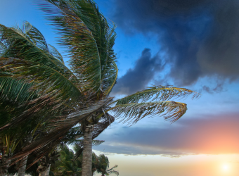 Hurricane season in the Dominican Republic, palm tree in the dark sky